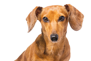 Image showing Dachshund Dog