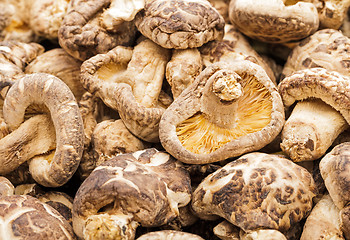 Image showing Dried mushroom