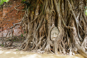 Image showing Buddha head in old tree