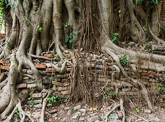 Image showing Tree trunk covered old wall