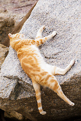 Image showing Sleeping cat on the rock