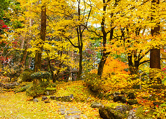 Image showing Autumn jungle