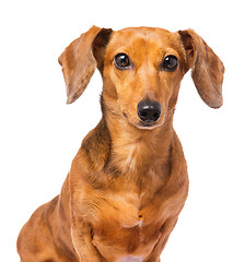 Image showing Dachshund dog isolated on white