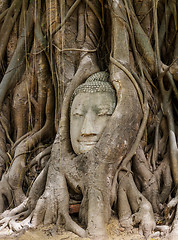 Image showing Buddha head in banyan tree at Ayutthaya