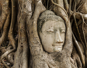 Image showing Buddha head in old tree 