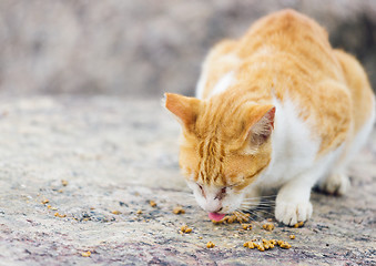 Image showing Street cat eating food