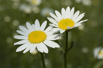 Image showing daisy