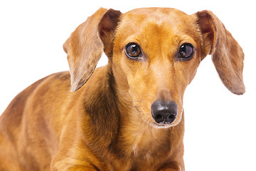 Image showing Dachshund Dog