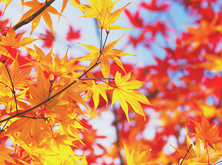 Image showing Maple leave in autumn