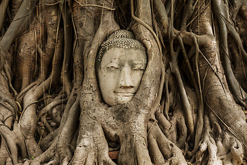Image showing Buddha head in banyan tree at Ayutthaya