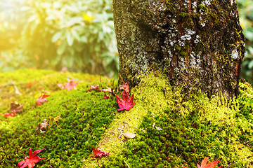 Image showing Maple leaves on moss