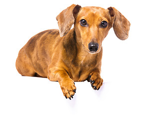 Image showing Dachshund Dog