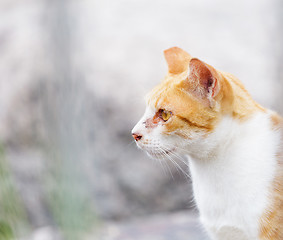 Image showing Lovely cat