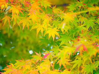 Image showing Autumn maple leaves 