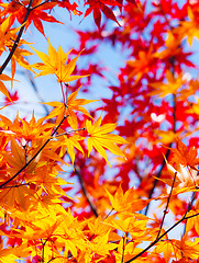 Image showing Maple leave in autumn