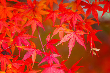 Image showing Red maple tree