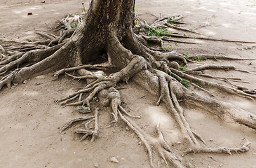 Image showing Tree root on dried land