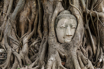 Image showing Buddha head in banyan tree