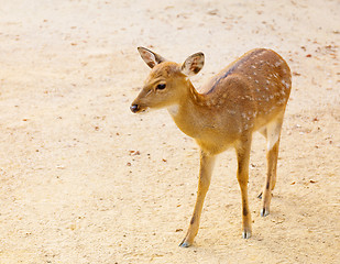 Image showing Female roe deer