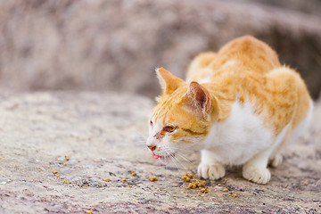 Image showing Feeding food for street cat