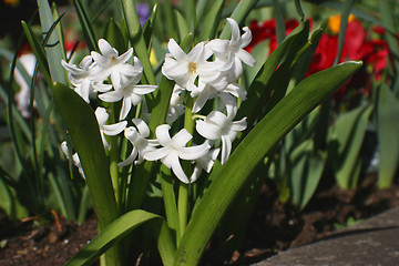 Image showing first bells of spring in the green park