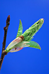 Image showing Opening leaves