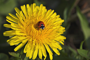 Image showing Ladybug