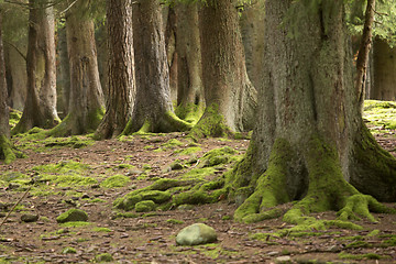 Image showing woods in autumn