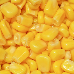 Image showing Maize corn