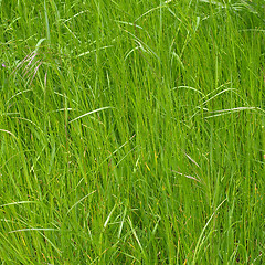 Image showing Grass meadow