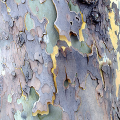 Image showing Bark picture