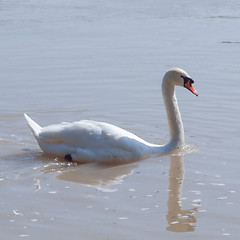 Image showing Swan bird
