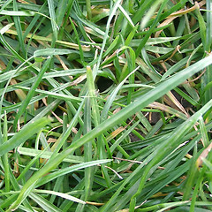 Image showing Grass meadow weed