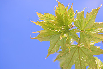 Image showing Spring leaves