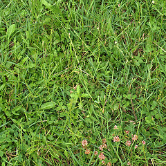 Image showing Grass meadow