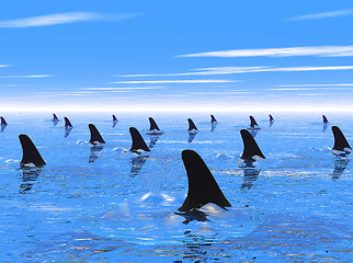 Image showing Swimming with sharks