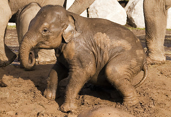 Image showing Muddy baby