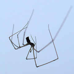 Image showing Spider