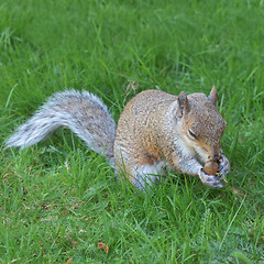 Image showing Squirrel