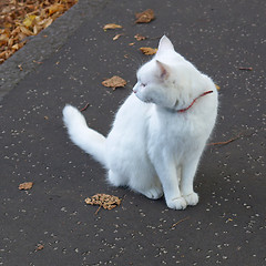 Image showing Cat