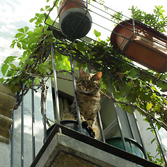 Image showing Balcony with cat