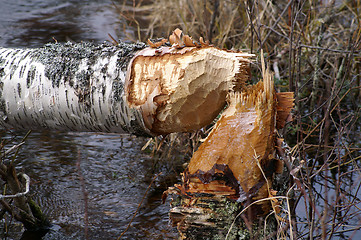 Image showing Beaverwork