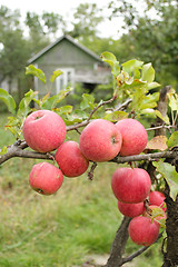 Image showing very tasty and ripe apples