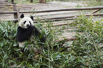 Image showing Giant panda bear