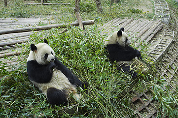 Image showing Giant panda bear