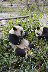 Image showing Giant panda bear