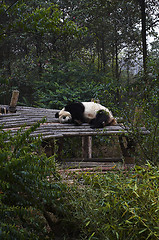 Image showing Giant panda bear