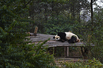 Image showing Giant panda bear