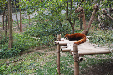 Image showing Red panda bear