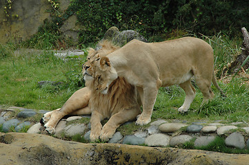 Image showing Cuddling lions